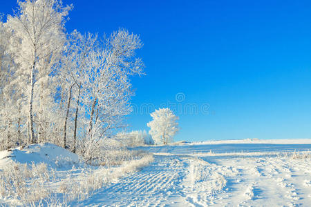 复制 美丽的 人行道 寒冷的 形象 十二月 暴风雪 桦树