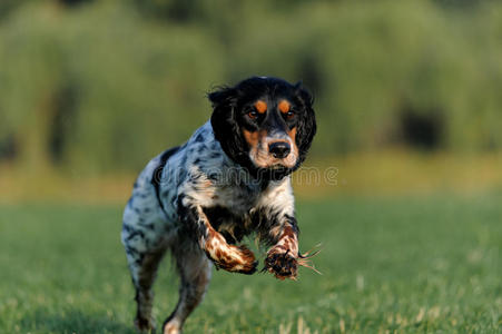 猎犬