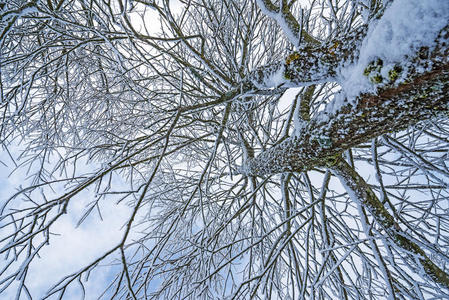 白雪覆盖的树