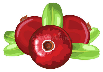核果 蔓越莓 美味的 食物 维生素 绘图 插图 分支 成长