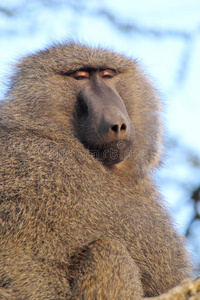 储备 猴子 面对 橄榄 狒狒 公园 头发 成人 游猎 环境