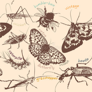 动物 卡片 缺陷 花丝 昆虫学 插图 绘画 邀请 艺术 昆虫