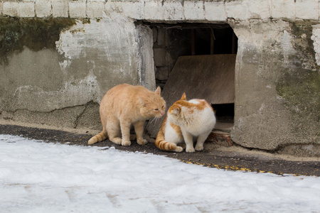 两只红猫将领土划分为