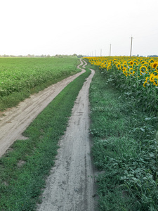 乡村道路与向日葵田野的夏季景观