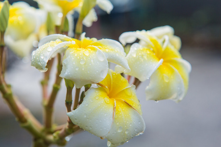 鸡蛋花带雨滴