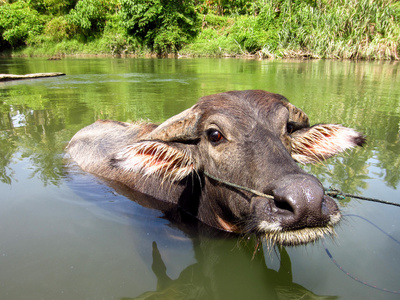 公牛在河里游泳