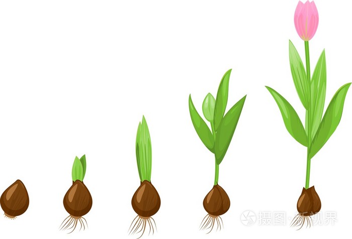 郁金香生长阶段
