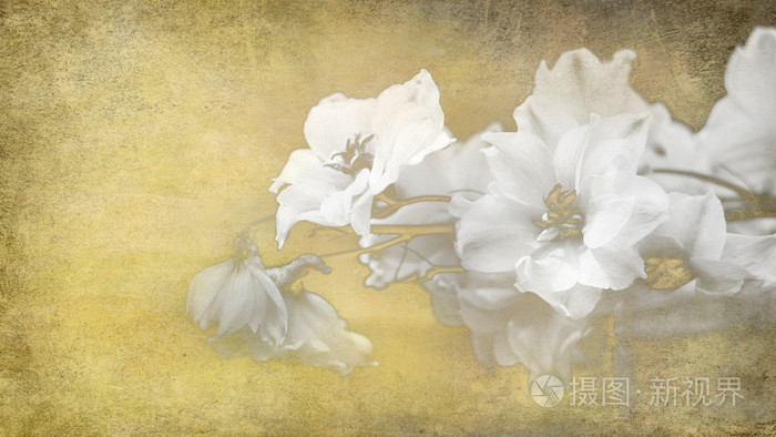 白纸上的白调花