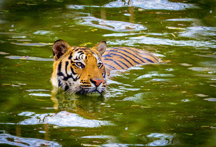 老虎在印度国家公园