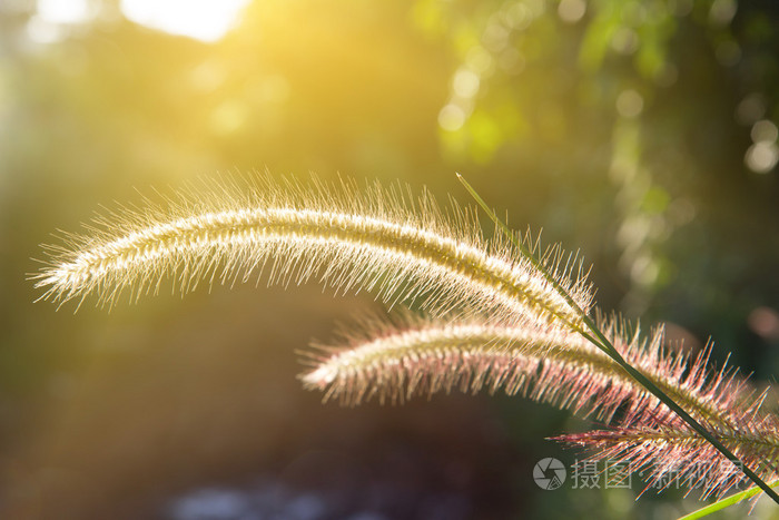 夕阳上的野草柔和的阳光温暖的色调透镜