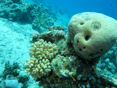 在伟大的深处，水下热带海水中脑珊瑚珊瑚礁