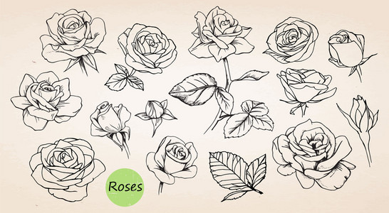 手工绘制的玫瑰
