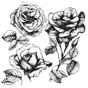 详细的手绘玫瑰