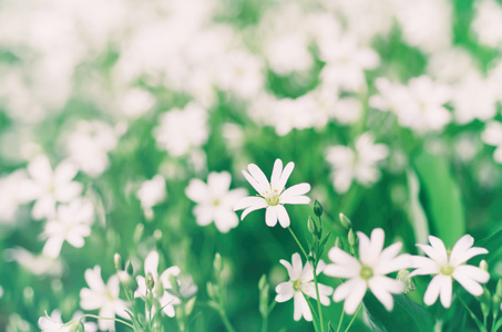 白色春天的花朵