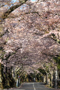 隧道的樱花在日本静冈县伊豆高原