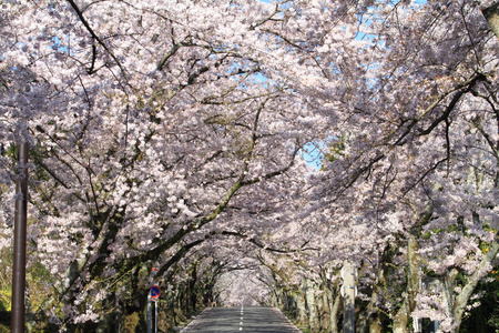 隧道的樱花在日本静冈县伊豆高原