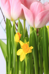 春天水仙花装饰精致背景选择性软焦点