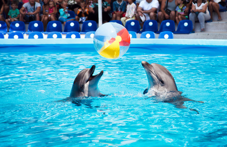 两只海豚，在海豚馆玩