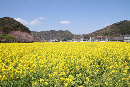 日本静冈县的樱和田间芥末