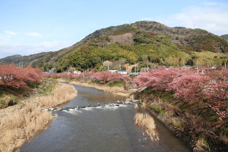 日本伊豆的樱花 川津樱桃 和川津河