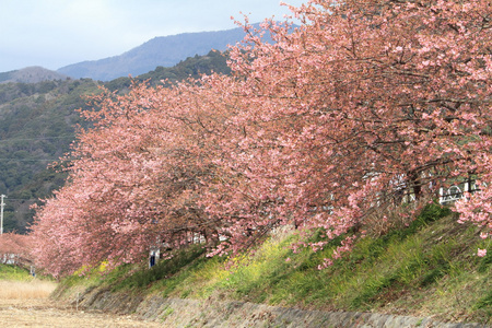 日本伊豆的樱花 川津樱桃 和川津河