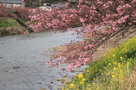 日本伊豆的樱花 川津樱桃 和川津河