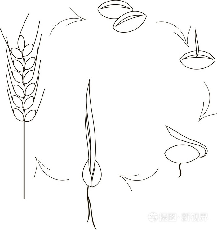 种植种子,芽,芽苗菜,穗状花序