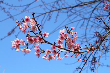 粉红野生喜马拉雅樱桃花