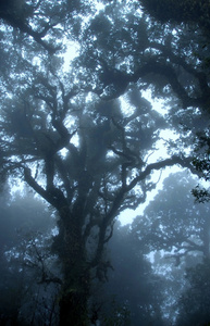 在茵他侬国家公园，清迈，泰国的迷雾森林
