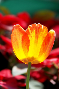 橘黄色的郁金香花在彩色背景上