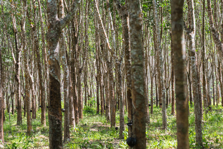 橡胶树在列为橡胶树农场在泰国
