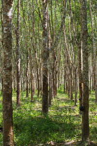 橡胶树在列为橡胶树农场在泰国