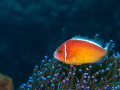 海葵海葵鱼