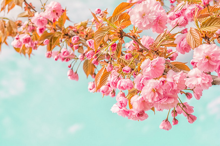 樱花花樱桃开花