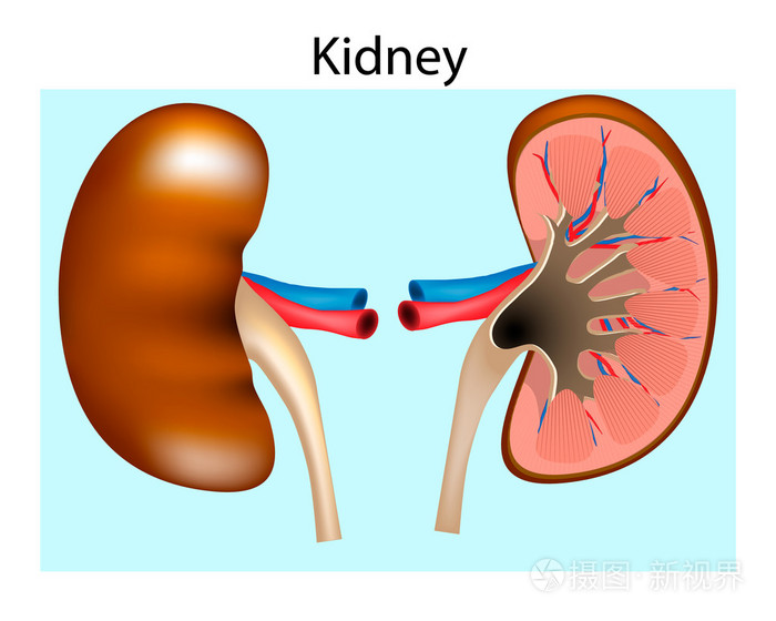 人体器官分五脏六腑器官分布图_五脏与六腑之间的关系_怎么补五脏润六腑