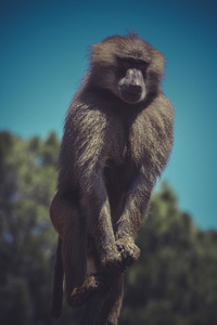 非洲狒狒猴子