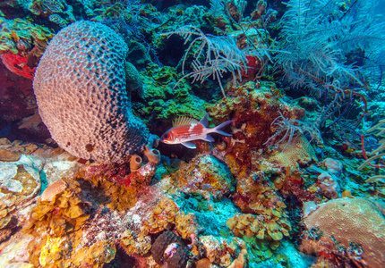 拉尔戈岛附近的珊瑚礁