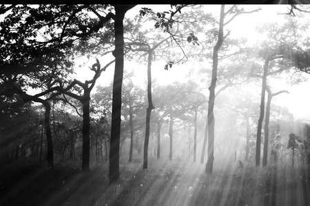 雾气弥漫的森林，用抽象的自然的光线，雨后的软焦点