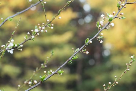 春天, 开花树在自然背景