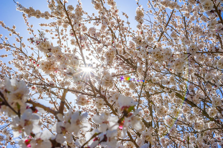 杏花在巴基斯坦