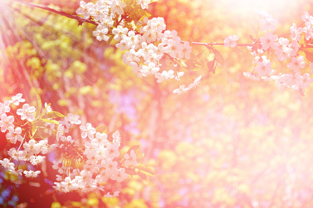 樱桃树开花。春天开花的花园
