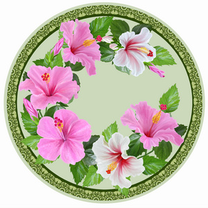 白色和粉红色的芙蓉绿叶异国热带花卉。