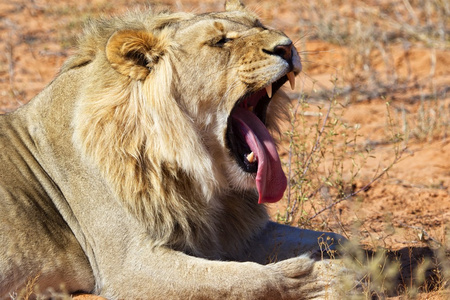 狮子打哈欠在卡拉哈迪国家公园南非