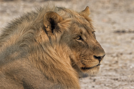 一只狮子躺在非洲南部的埃托沙纳米比亚路附近