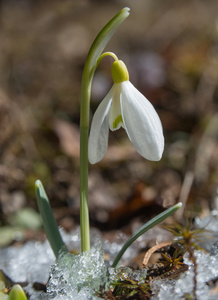 迎春花雪花莲