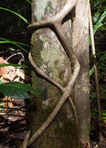 热带雨林丛林藤蔓缠绕在树上