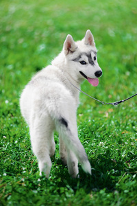 西伯利亚雪橇犬小狗