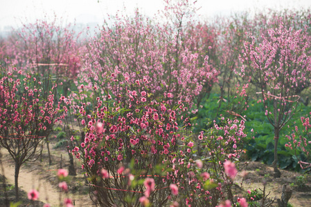 桃花在花园里