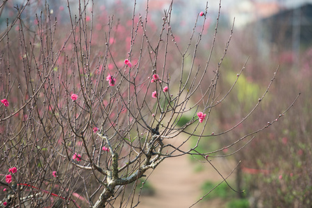 桃花在花园里