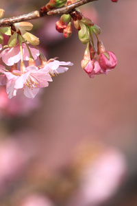 日本伊豆的樱花 川津樱桃